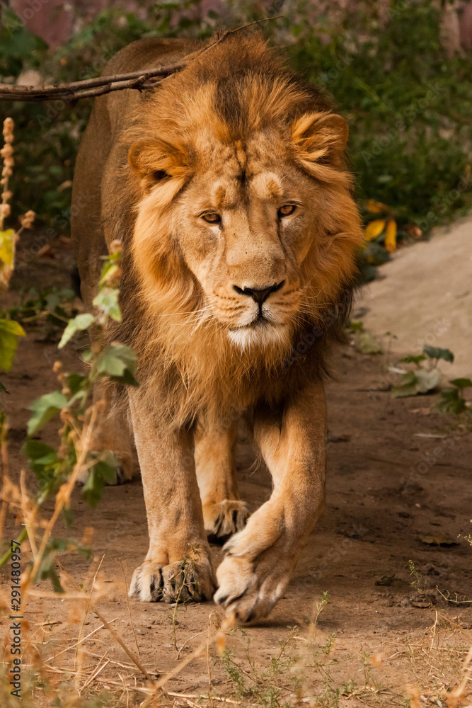 male lion with a beautiful maned male lion walking close-up, sunset light male lion with a beautiful maned male lion walking close-up, sunset light