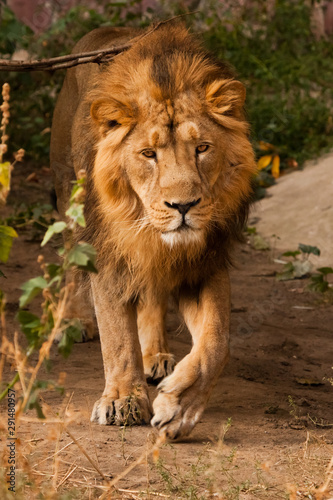 male lion with a beautiful maned male lion walking close-up  sunset light