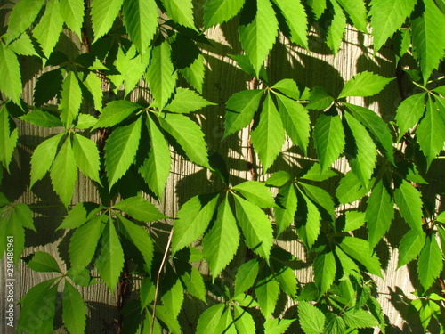 Parthenocissus quinquefolia, english Virginia creeper, Victoria creeper, five-leaved ivy, climbing on the wall, natural phototexture photo