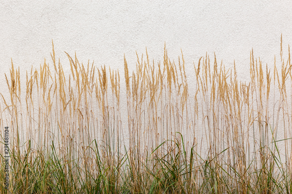 Tall grass grows near the wall. Architecture design texture. Stock Photo |  Adobe Stock