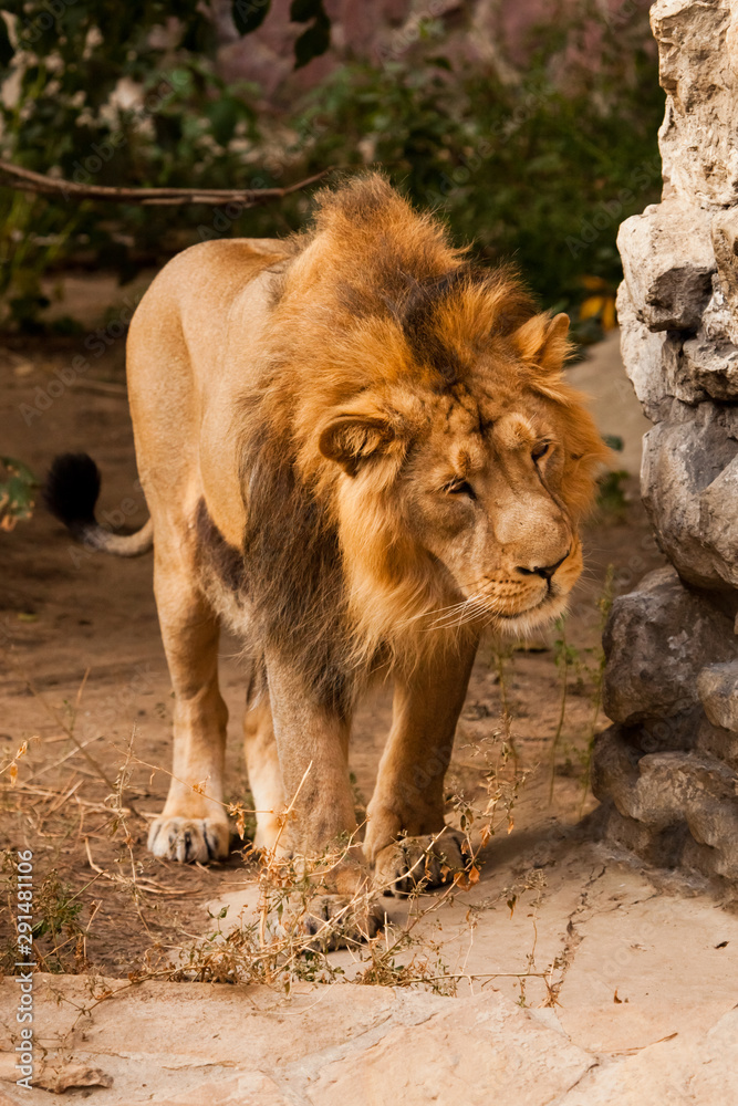 male lion with a beautiful maned male lion walking close-up, sunset light male lion with a beautiful maned male lion walking close-up, sunset light