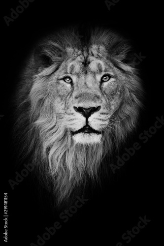 Black-white portrait  isolated black background. Muzzle powerful male lion with a beautiful mane close-up.