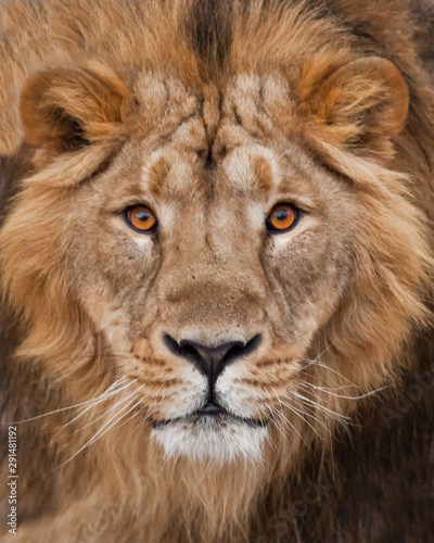 Muzzle with a beautiful mane in full screen, amber eyes. Muzzle powerful male lion with a beautiful mane close-up.
