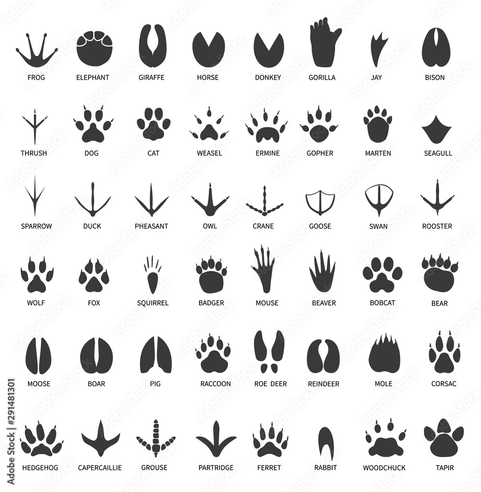 Animals footprints. Animal paws prints. Elephant and gorilla, bison and  wolf. Cat, dog and deer, bear black foot tracks vector set. Illustration  foot wildlife, paw of wolf print, black track bear Stock