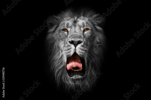 red mouth and yellow amber eyes of a male lion  on a black and white photo  isolated black