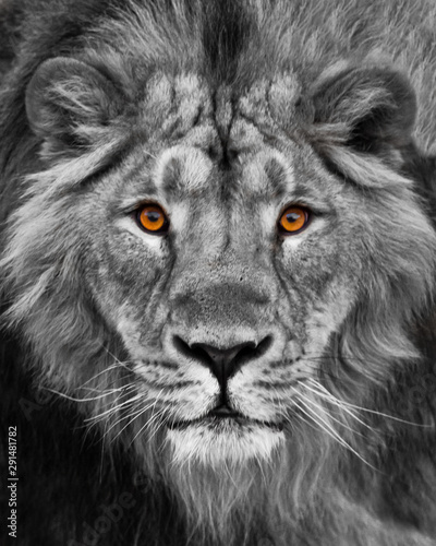 Muzzle with a beautiful mane in full screen, amber eyes black and white. Muzzle powerful male lion with a beautiful mane close-up.