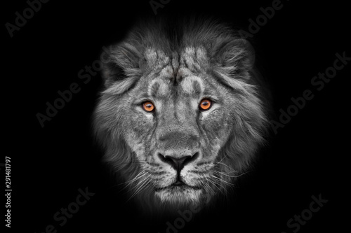 Muzzle with a beautiful mane of wool with amber eyes black and white., isolated black background. Muzzle powerful male lion with a beautiful mane close-up.