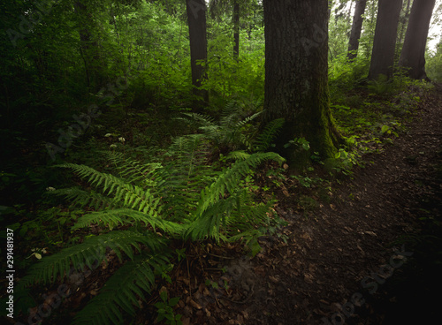 Forest floor with ferns in Poland