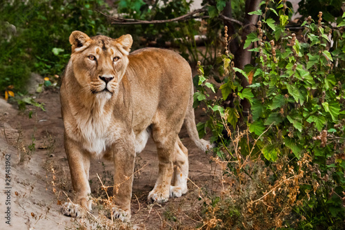 Lioness on  background of the forest  a powerful female emerges from the thicket.