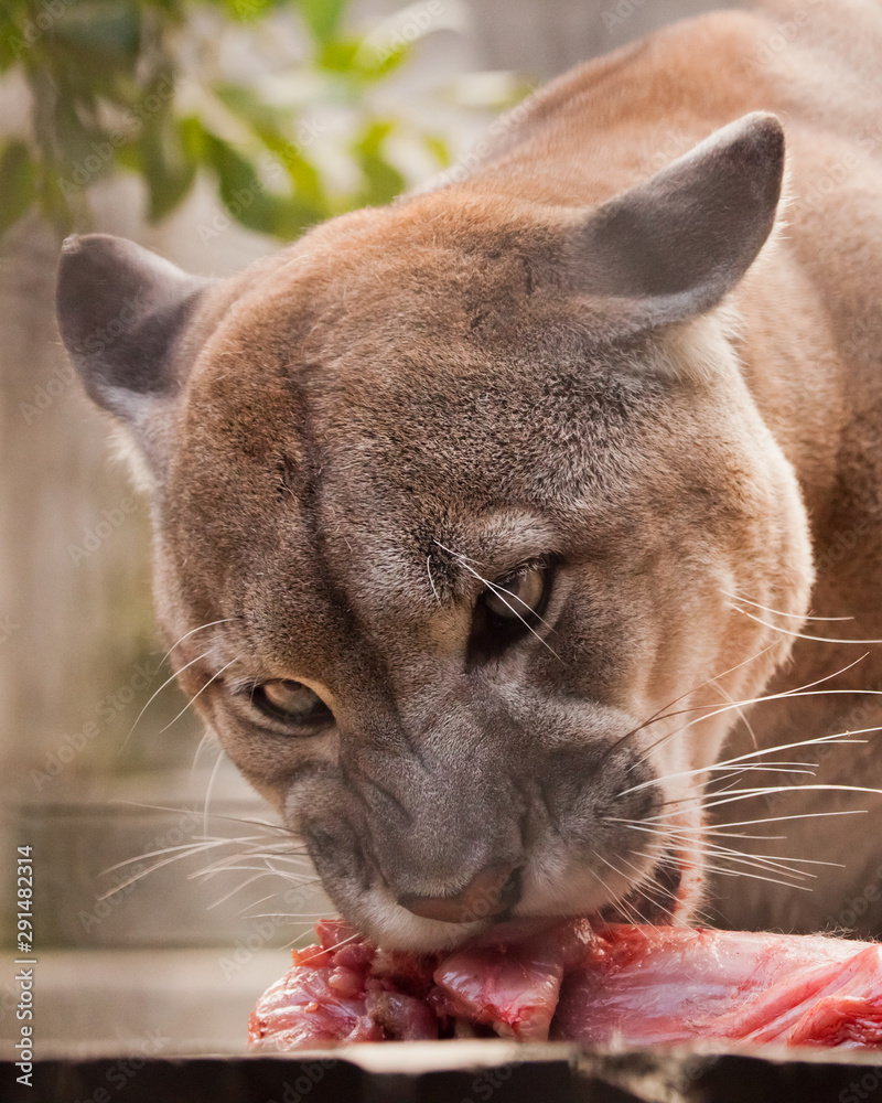 Almacén mago enlace Eating a of meat, a big puma cat (cougar), a predatory beast eagerly  devours prey, close-up portrait foto de Stock | Adobe Stock