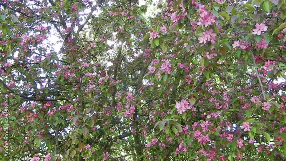 Beautiful view of the blossom apple tree with pink flowers and green leaves. Sunny rays going through the canopy tree. Beautiful view of the blossom apple tree with pink flowers and green leaves. Sunny rays going through the canopy tree.