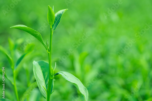 Top of fresh raw organic green tea leaf in plantation field farm