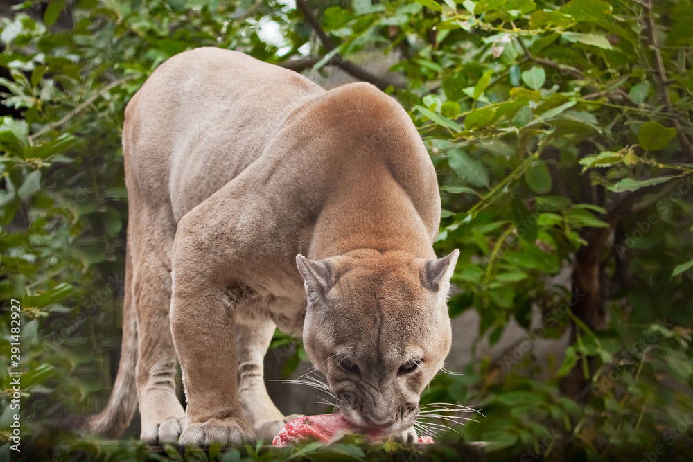 big cat puma (cougar) eats a piece of meat, a predatory animal eagerly  devours prey, closeup portrait on a green background of the jungle (grass,  green leaves). Stock Photo | Adobe Stock