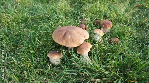 The brown cap of  mushrooms King  Boletus edulis, penny bun, cep, porcino or porcini photo