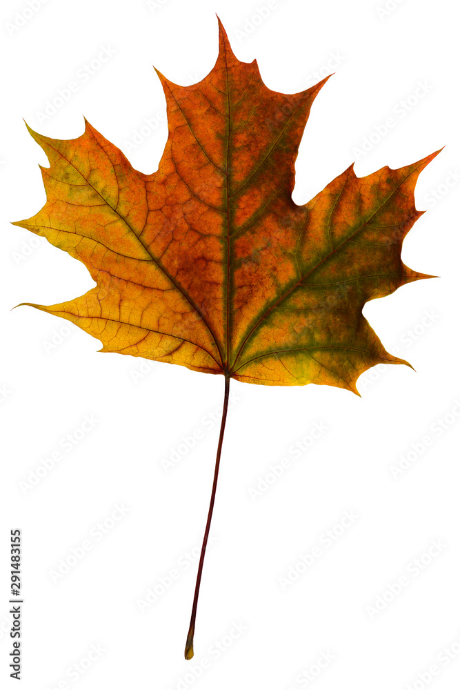 Fototapeta premium bright orange-red-green maple leaf on a white background