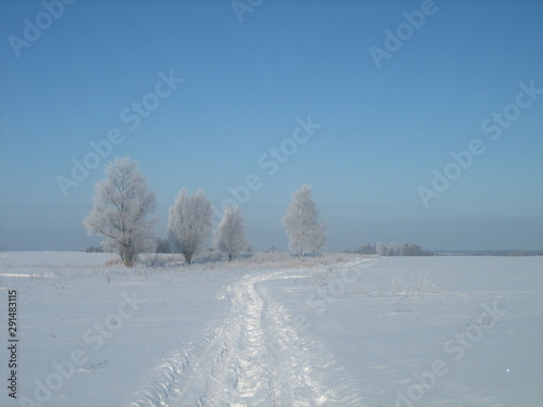 Winter road on a frosty day. The sky is clear and blue. Snow-covered fields, trees and shrubs were covered with frost. The ruts of the road cut through the snowy surface. The sun shines brightly.