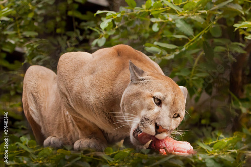 big cat cougar (cougar) over a piece of meat (eating red meat), a powerful body of a predatory beast devouring prey, against a background of greenery (thickets, forest)