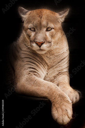 cougar lies isolated on a black background; slender powerful muscular body of the beast, portrait.