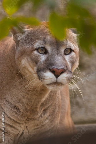 big puma (cougar) cat with a clear look predatory looks from behind green leaves, predator in ambush, closeup portrait.