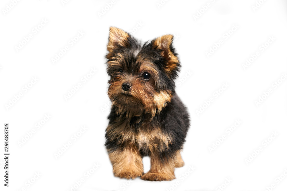 Yorkshire Terrier puppies Yorkshire Terrier puppies