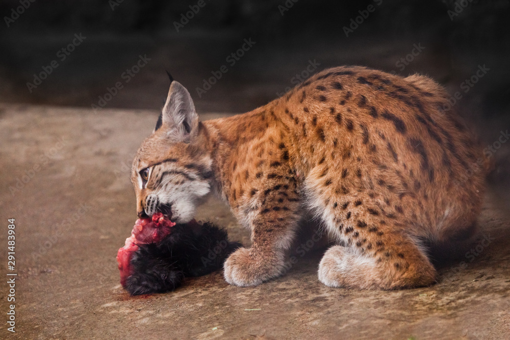 young lynx kitten (young predator) eats prey - a piece of meat with a skin on the background of lumps, a red predatory cat