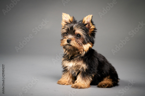 Canvas Print Yorkshire Terrier puppies