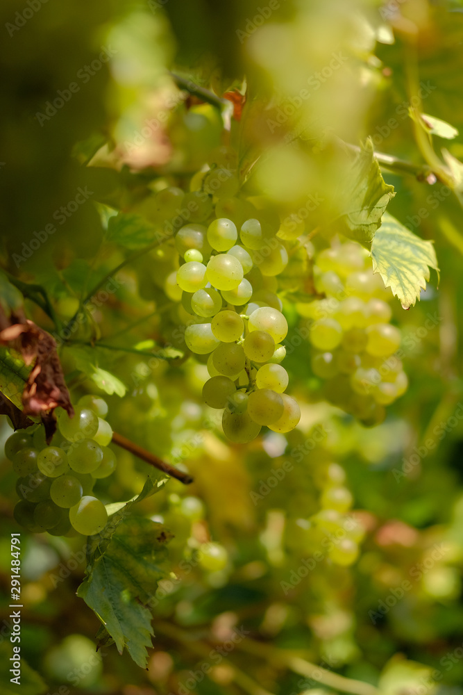 Fototapeta premium Ripe white grapes hanging in a bunch close up