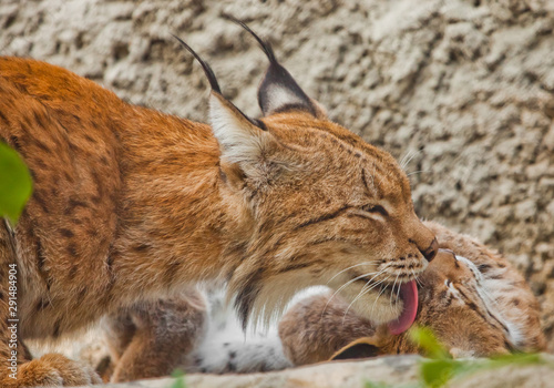 Mom gently licks her kitten. symbol of care and love. beautiful cat lynx closeup in summer