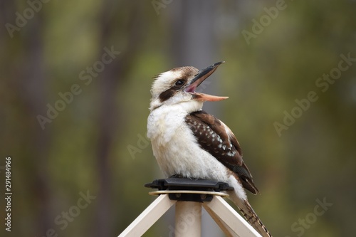 Laughing Kookaburra perched on a steel clothesline  photo