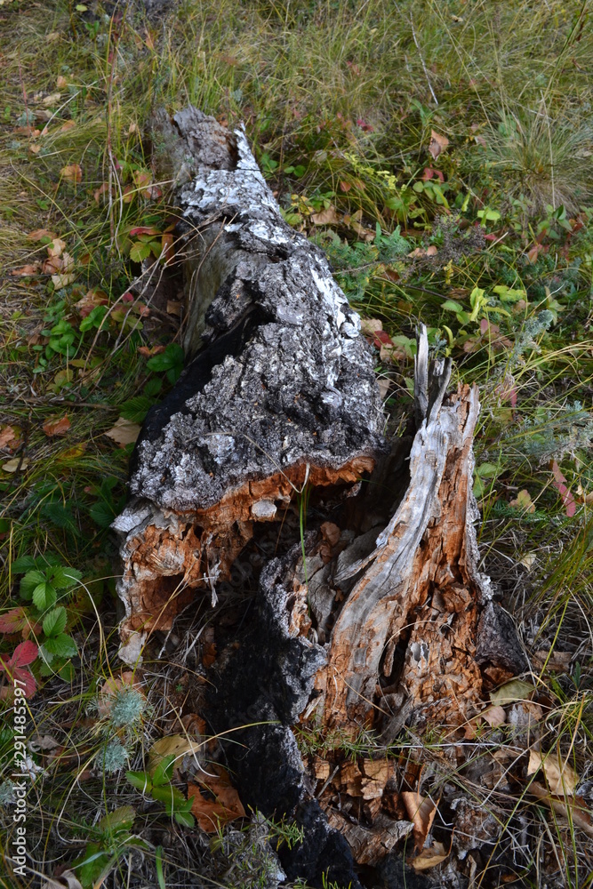 Obraz premium Dry tree on the ground in the forest Vertical Photography