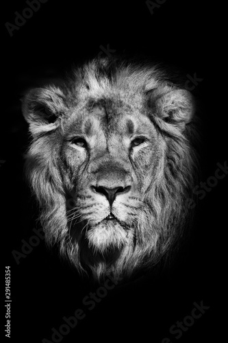  portrait of a powerful male lion isolated on a black background  powerful head and beautiful hairy mane. black and white photo