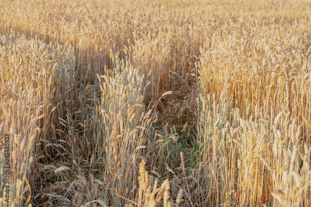 Fototapeta premium Golden ears of wheat, Beautiful Nature Sunset Landscape. Rich harvest Concept. rural countryside.