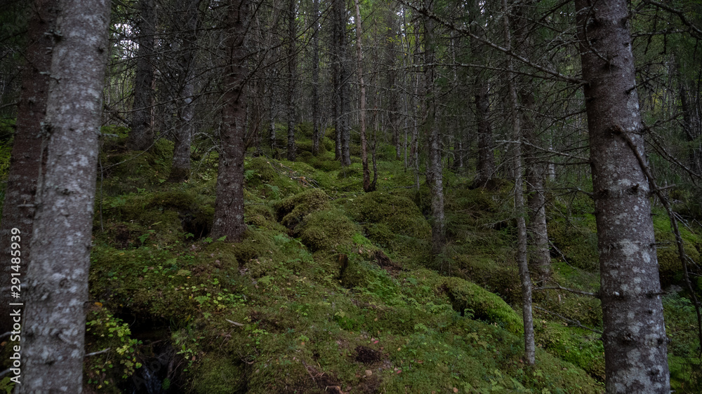 Düsterer Wald in Norwegen mit Tannenbäum und Moos Düsterer Wald in Norwegen mit Tannenbäum und Moos
