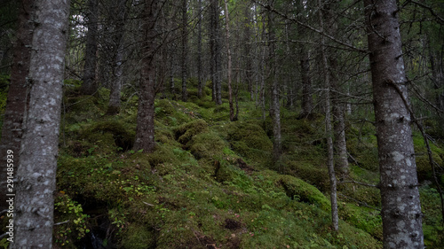 D  sterer Wald in Norwegen mit Tannenb  um und Moos 