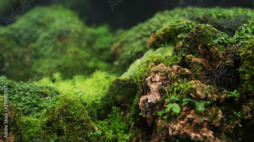 Fototapeta Naklejka Na Ścianę i Meble -  Beautiful Bright Green moss grown up cover the rough stones and on the floor in the forest. Show with macro view. Rocks full of the moss texture in nature for wallpaper. soft focus.