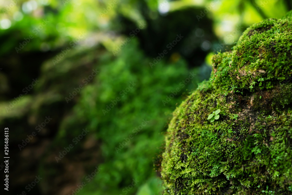 Beautiful Bright Green moss grown up cover the rough stones and on the floor in the forest. Show with macro view. Rocks full of the moss texture in nature for wallpaper. soft focus. Beautiful Bright Green moss grown up cover the rough stones and on the floor in the forest. Show with macro view. Rocks full of the moss texture in nature for wallpaper. soft focus.