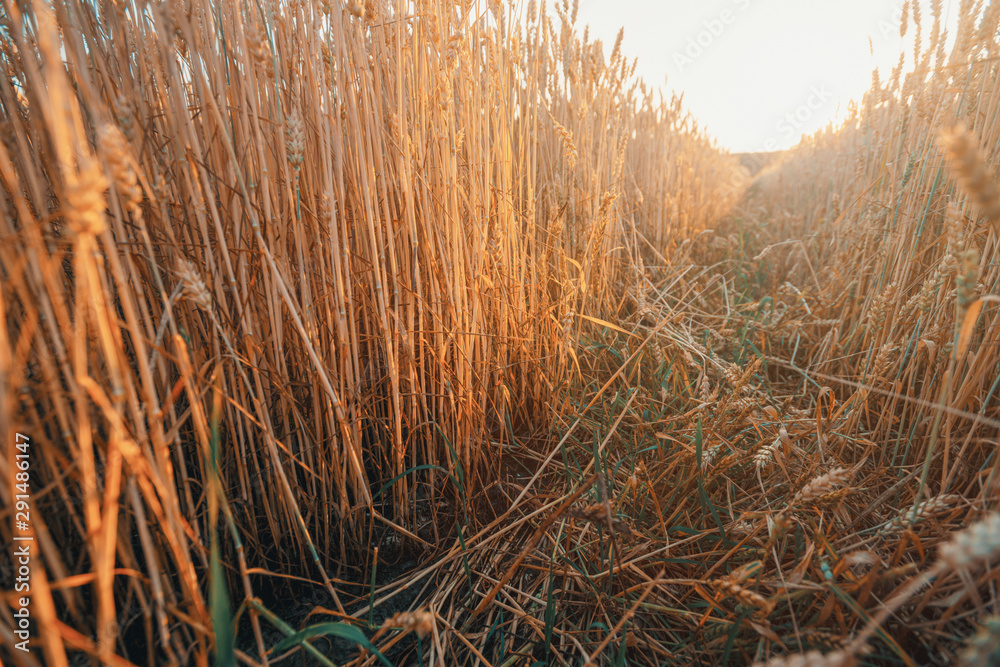 Golden ears of wheat, Beautiful Nature Sunset Landscape. Rich harvest Concept. rural countryside. Golden ears of wheat, Beautiful Nature Sunset Landscape. Rich harvest Concept. rural countryside.