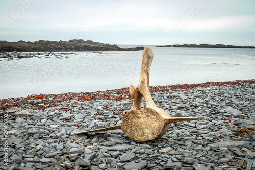 Whale bone on the beach. Coast of the Arctic Ocean. photo