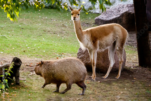 Llama and capybara - animal symbols of South and Latin America graze peacefully on a green lawn photo