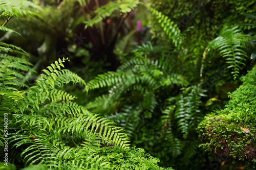 Beautiful Bright Fern and moss grown up cover the rough stones and on the floor. Show with macro view. Invigorating green in the evergreen forest texture in nature. soft focus.