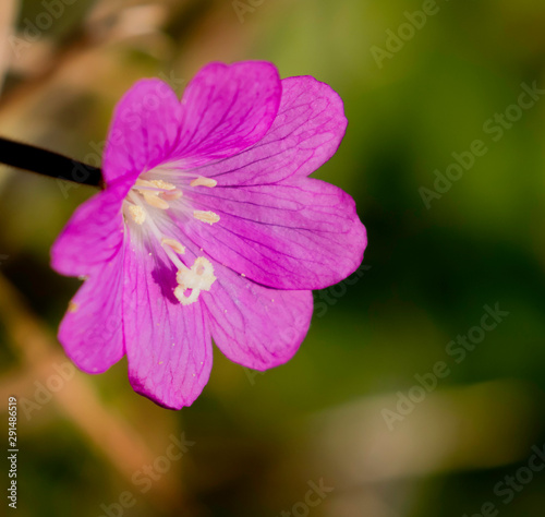 purple flower