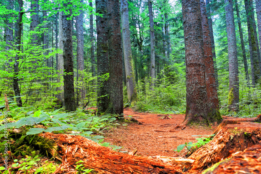 Fototapeta premium trees with moss in midnight