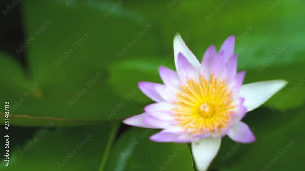 beautiful lotus flower on the water after rain in garden with Blurred background. beautiful lotus flower on the water after rain in garden with Blurred background.