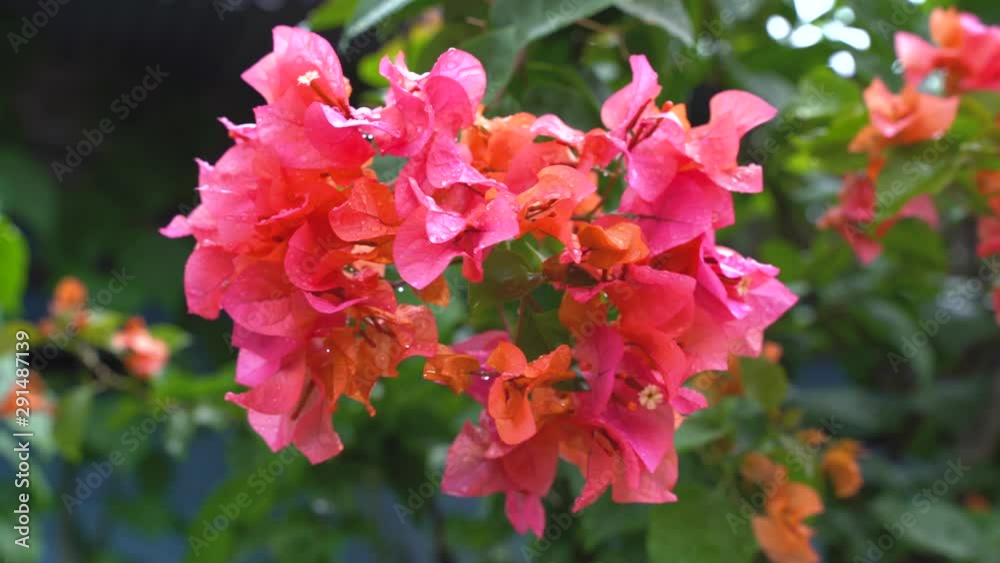 Pink bougainvillea flowers text area, slowly-slide,-vdo-4K After the rain in Narathiwat, Thailand. Pink bougainvillea flowers text area, slowly-slide,-vdo-4K After the rain in Narathiwat, Thailand.