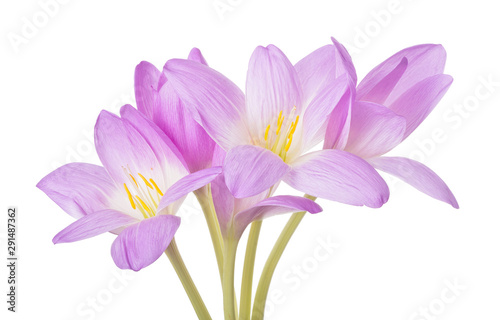 light lilac crocus five flowers bunch isolated on white