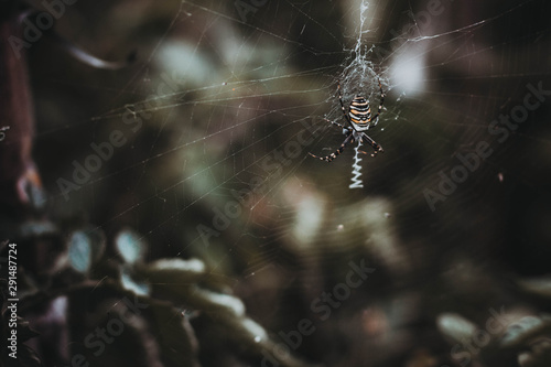 striped spider on a large web