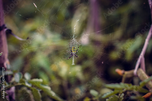 striped spider on a large web