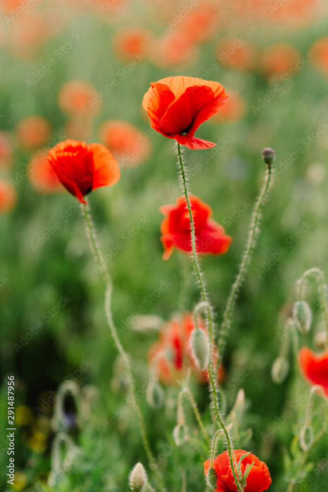 Gentle field poppies of red. Natural background of flowers and grass Gentle field poppies of red. Natural background of flowers and grass