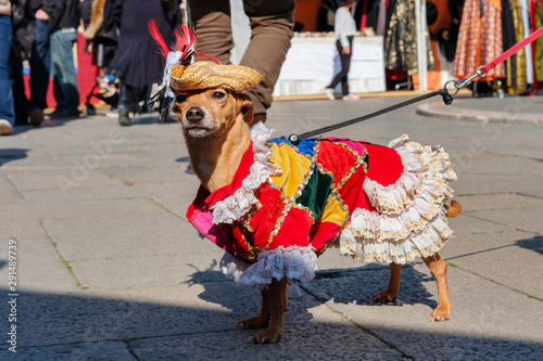 costumed small dog posing on the street at mask carnival