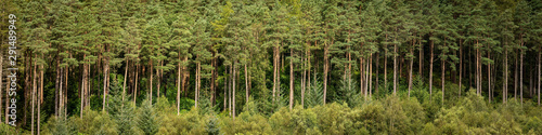 Tableau sur toile Pine forest on the bonnie banks of Loch Lomond